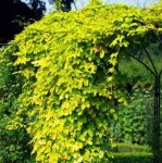 esapvuwa2fs4h491qft8yw46z9qha7y0 — копия